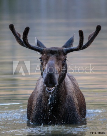 Picture of Bull Moose